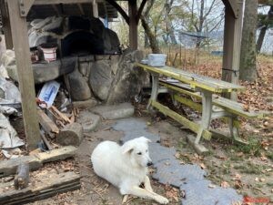 オフ車でいきたい!  広島の名物コースのランチに大注目! 『テージャス・ランチ』の本格窯で焼きたてピザを堪能しよう!